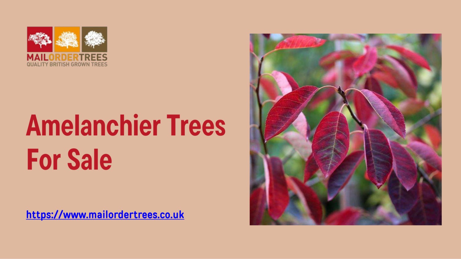 Amelanchier Trees For Sale - www.mailordertrees.co.uk